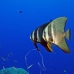 batfish_longfin_jr_v_0705_png0329.jpg